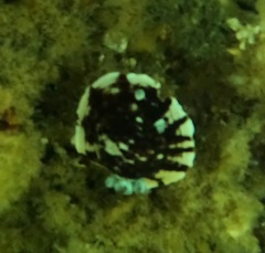 Aphelodoris varia