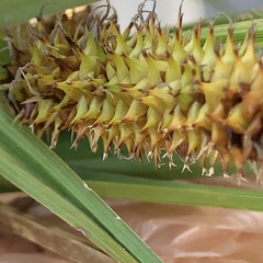 Carex utriculata