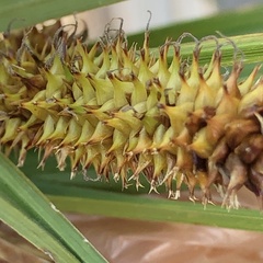Carex utriculata