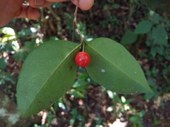 Eugenia pseudopsidium