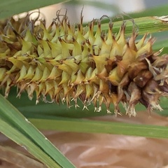 Carex utriculata