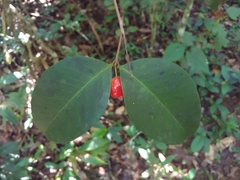 Eugenia pseudopsidium