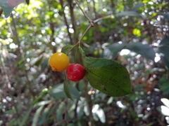 Eugenia pseudopsidium