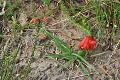 Erica cerinthoides cerinthoides