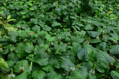 Veronicastrum