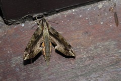 Eupanacra