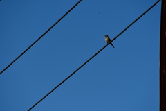 Chrysococcyx basalis