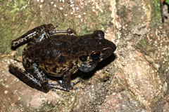 Pulchrana