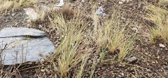 Festuca scariosa