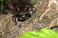 Pulchrana