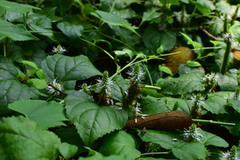 Veronicastrum