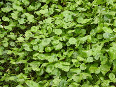 Hydrocotyle umbellata