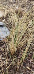 Festuca scariosa