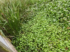 Hydrocotyle umbellata