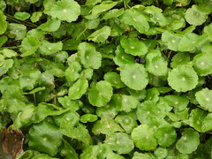 Hydrocotyle umbellata