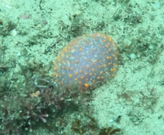 Polycitor giganteus