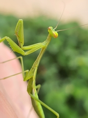 Miomantis