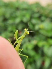 Miomantis