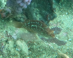 Notolabrus gymnogenis