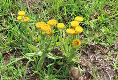 Helichrysum aureum