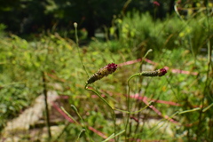 Sanguisorba officinalis