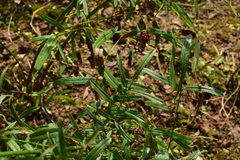 Sanguisorba officinalis