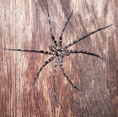 Heteropoda tetrica