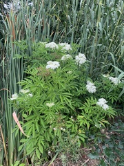 Sambucus nigra