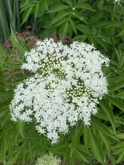 Sambucus nigra