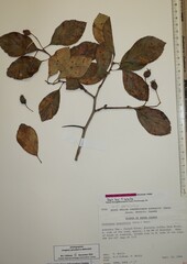 Crataegus persimilis