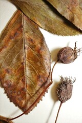 Crataegus persimilis