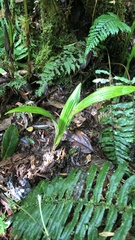 Ceroxylon quindiuense