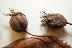 Crataegus persimilis