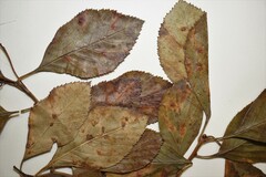 Crataegus persimilis