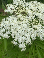 Sambucus nigra