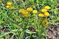 Helichrysum aureum