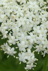 Sambucus nigra