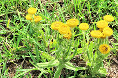 Helichrysum aureum
