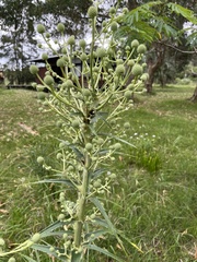 Eryngium horridum