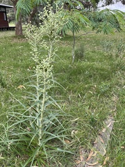 Eryngium horridum