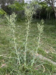 Eryngium horridum