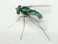Condylostylus armipes