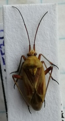 Calocoris roseomaculatus