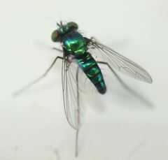 Condylostylus armipes