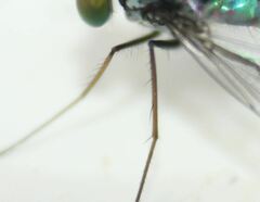 Condylostylus armipes