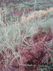 Adenocarpus complicatus