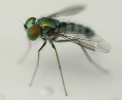 Condylostylus pruinosus