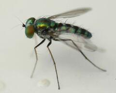 Condylostylus pruinosus