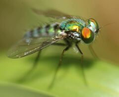 Condylostylus pruinosus