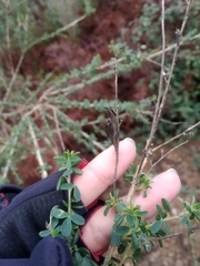 Adenocarpus complicatus